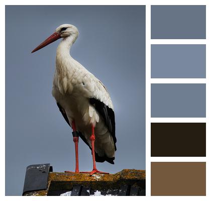 Bird White Stork Stork Image